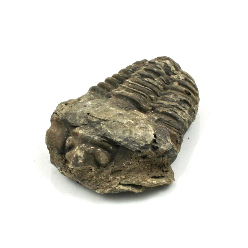 Trilobit Maroko č. 2b