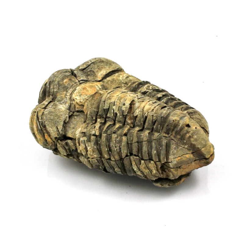 Trilobit Maroko č. 7b