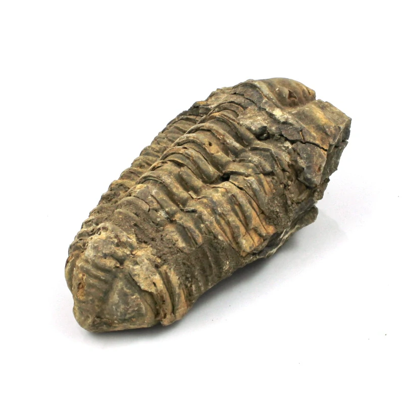 Trilobit Maroko č. 1b