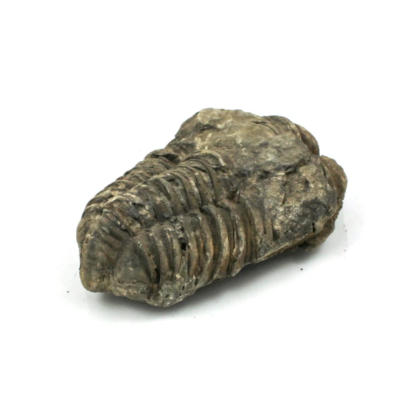 Trilobit Maroko č. 2b