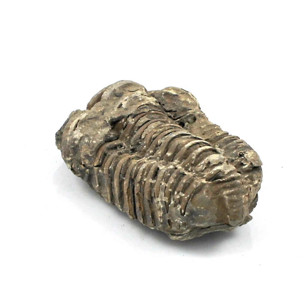 Trilobit Maroko č. 4