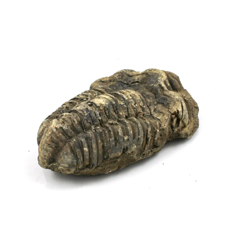 Trilobit Maroko č. 6b
