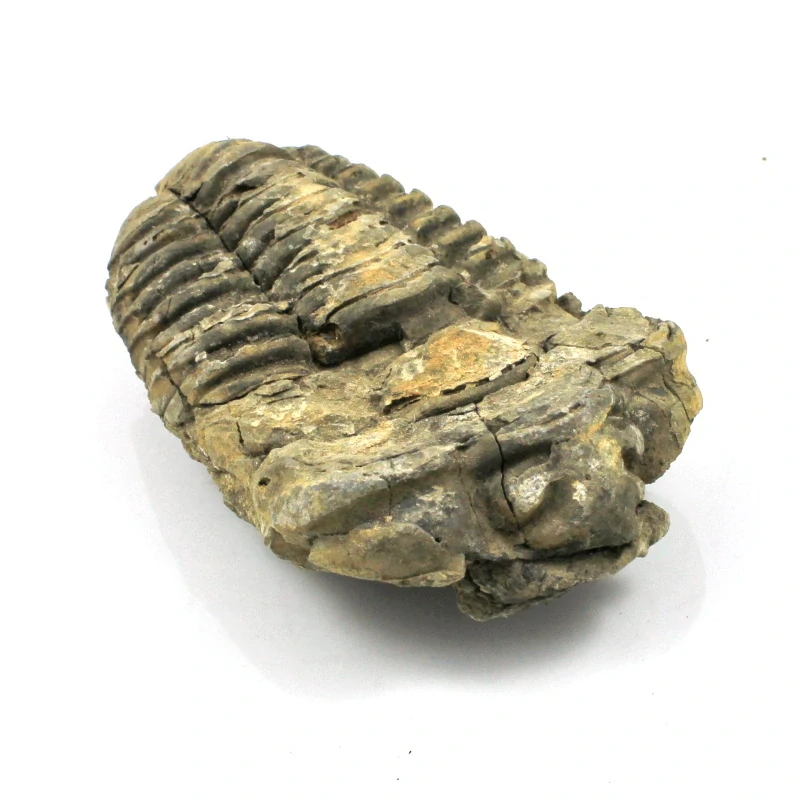 Trilobit Maroko č. 7b