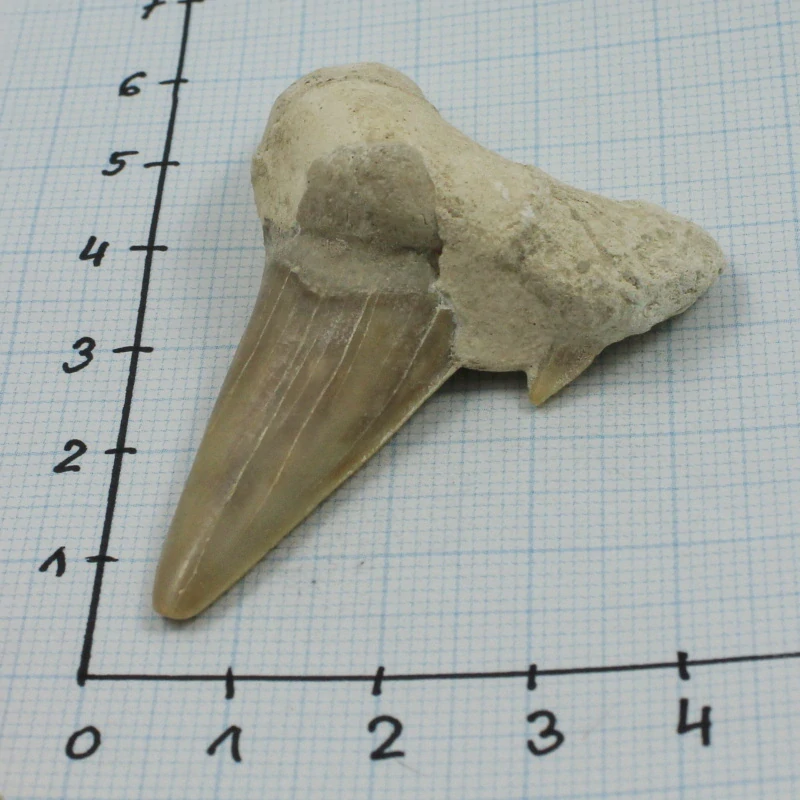 Žraločí zub č. 3b Maroko