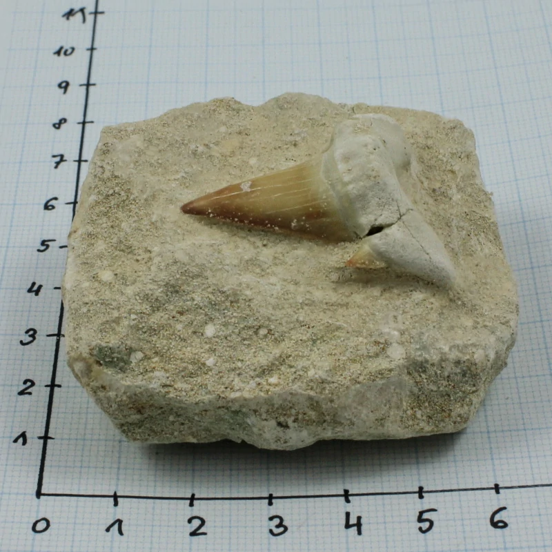 Zub žraloka v hornině č. 2b