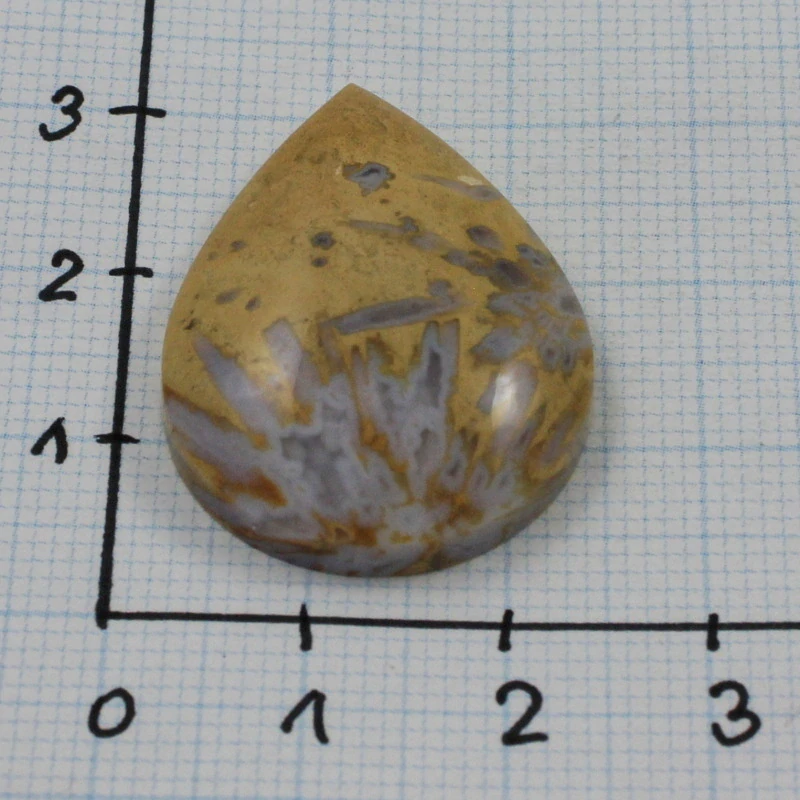 Zkamenělý korál s chalcedonem