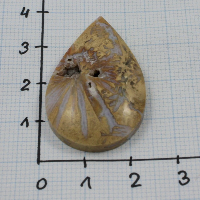 Zkamenělý korál s chalcedonem – kapka