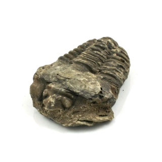 Trilobit Maroko č. 2b