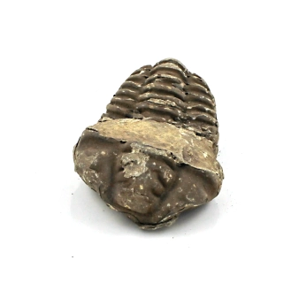 Trilobit Maroko č. 3