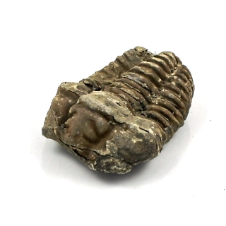 Trilobit Maroko č. 4