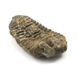 Zkamenělina trilobit č. 8
