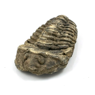 Trilobit Maroko č. 6b