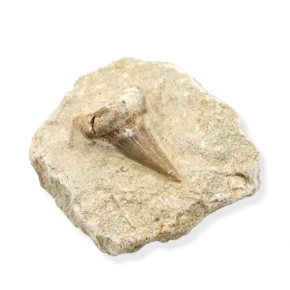 Zub žraloka v hornině č. 4