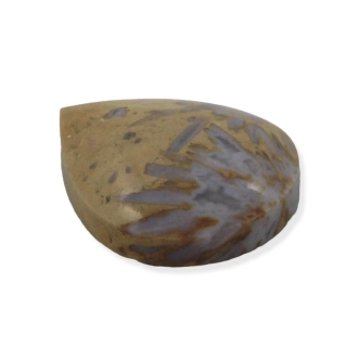 Zkamenělý korál s chalcedonem